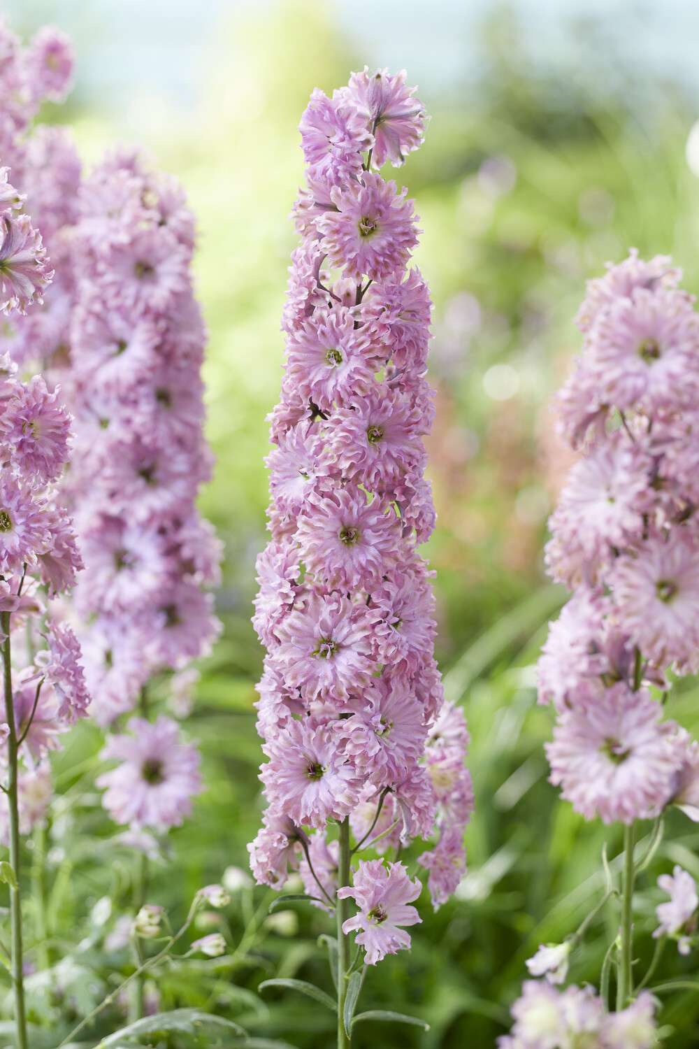 Ridderspore 'Highlander Flamenco'